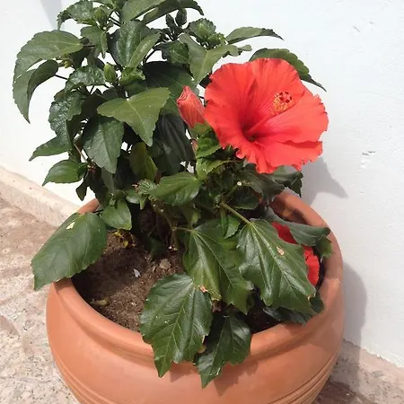 Lavanta Cunda ホテル Ayvalı