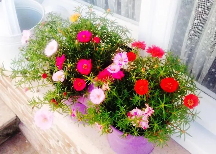 Szálloda Lavanta Cunda