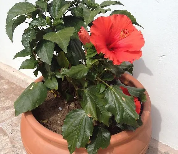 Lavanta Cunda Hotel Ayvalı